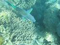 2011_Diving_the_Great_Barrier_Reef (122)